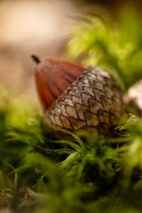 Preview wallpaper acorns, leaves, macro, blur