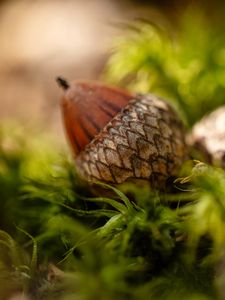 Preview wallpaper acorns, leaves, macro, blur