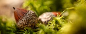 Preview wallpaper acorns, leaves, macro, blur