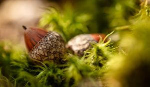 Preview wallpaper acorns, leaves, macro, blur