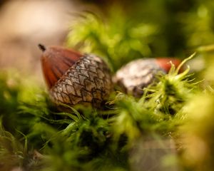 Preview wallpaper acorns, leaves, macro, blur