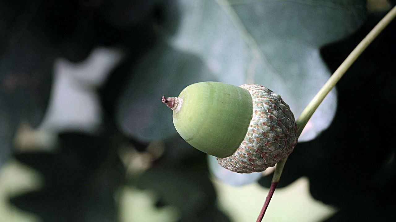 Wallpaper acorns, leaves, nature