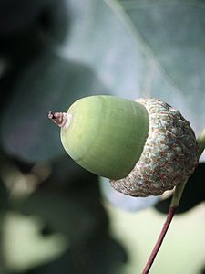 Preview wallpaper acorns, leaves, nature