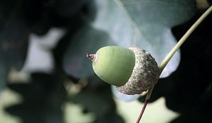 Preview wallpaper acorns, leaves, nature