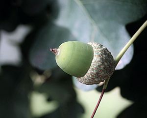 Preview wallpaper acorns, leaves, nature