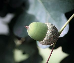 Preview wallpaper acorns, leaves, nature