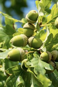 Preview wallpaper acorns, leaves, oak, green