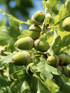 Preview wallpaper acorns, leaves, oak, green