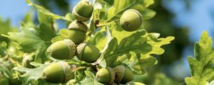 Preview wallpaper acorns, leaves, oak, green