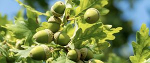 Preview wallpaper acorns, leaves, oak, green