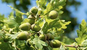 Preview wallpaper acorns, leaves, oak, green