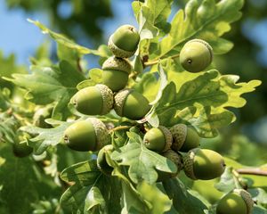 Preview wallpaper acorns, leaves, oak, green