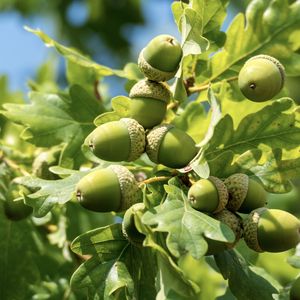 Preview wallpaper acorns, leaves, oak, green