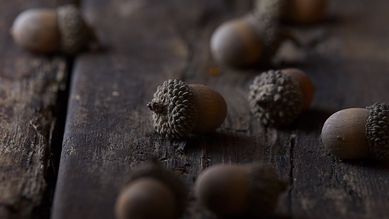 Wallpaper acorns, macro, brown