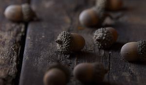 Preview wallpaper acorns, macro, brown