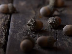 Preview wallpaper acorns, macro, brown