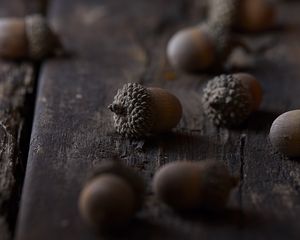 Preview wallpaper acorns, macro, brown