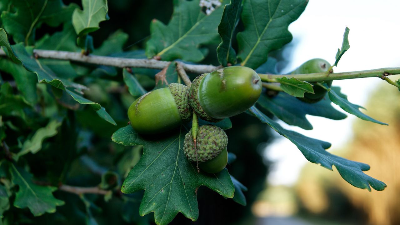 Wallpaper acorns, oak, branch