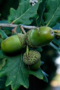 Preview wallpaper acorns, oak, branch