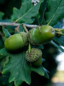 Preview wallpaper acorns, oak, branch