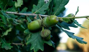 Preview wallpaper acorns, oak, branch