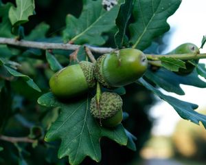 Preview wallpaper acorns, oak, branch