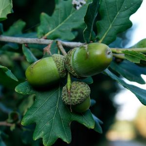 Preview wallpaper acorns, oak, branch