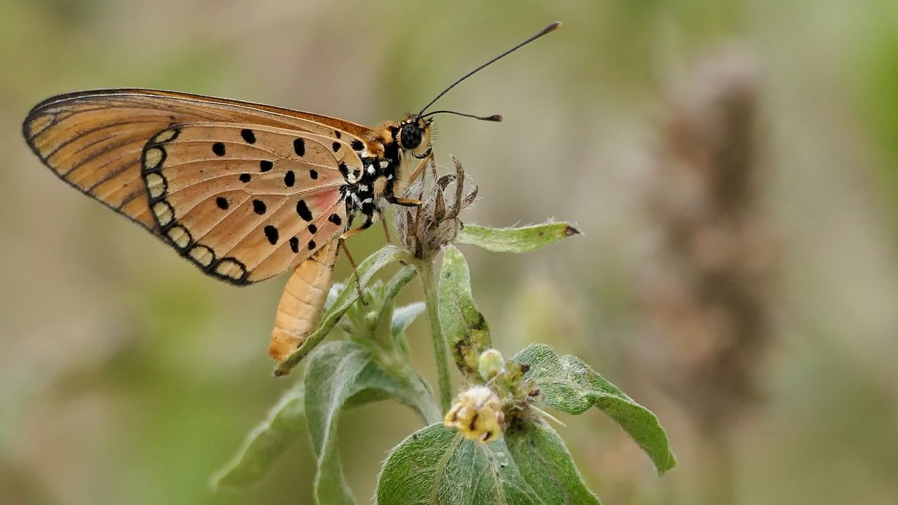 Wallpaper acraea, butterfly, plant, macro