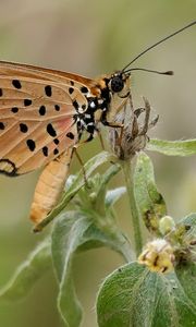 Preview wallpaper acraea, butterfly, plant, macro