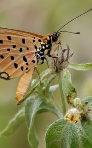 Preview wallpaper acraea, butterfly, plant, macro