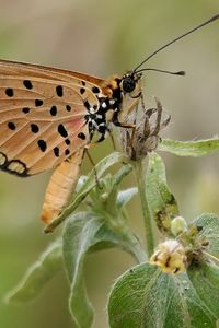 Preview wallpaper acraea, butterfly, plant, macro
