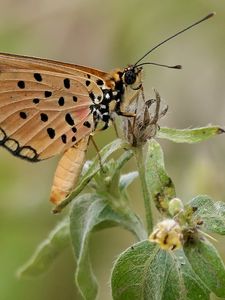 Preview wallpaper acraea, butterfly, plant, macro
