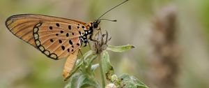 Preview wallpaper acraea, butterfly, plant, macro