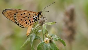 Preview wallpaper acraea, butterfly, plant, macro