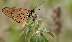 Preview wallpaper acraea, butterfly, plant, macro