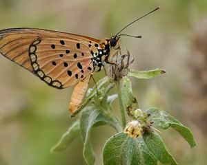 Preview wallpaper acraea, butterfly, plant, macro