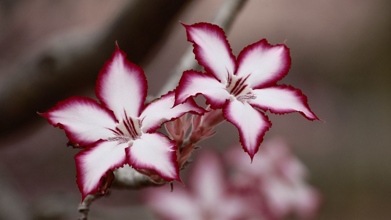 Wallpaper adenium multiflorum, lilies, flowers, petals