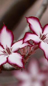 Preview wallpaper adenium multiflorum, lilies, flowers, petals