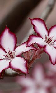Preview wallpaper adenium multiflorum, lilies, flowers, petals