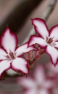 Preview wallpaper adenium multiflorum, lilies, flowers, petals