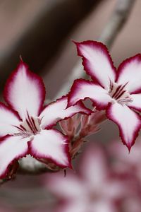 Preview wallpaper adenium multiflorum, lilies, flowers, petals