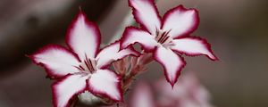 Preview wallpaper adenium multiflorum, lilies, flowers, petals