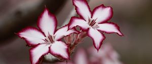 Preview wallpaper adenium multiflorum, lilies, flowers, petals