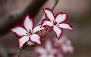 Preview wallpaper adenium multiflorum, lilies, flowers, petals