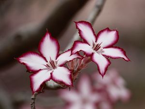 Preview wallpaper adenium multiflorum, lilies, flowers, petals