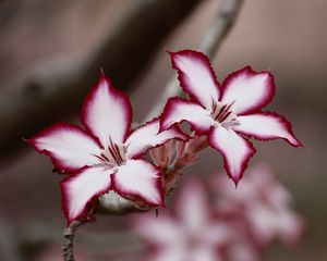 Preview wallpaper adenium multiflorum, lilies, flowers, petals