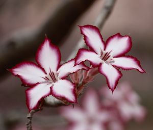 Preview wallpaper adenium multiflorum, lilies, flowers, petals