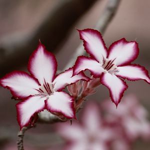 Preview wallpaper adenium multiflorum, lilies, flowers, petals