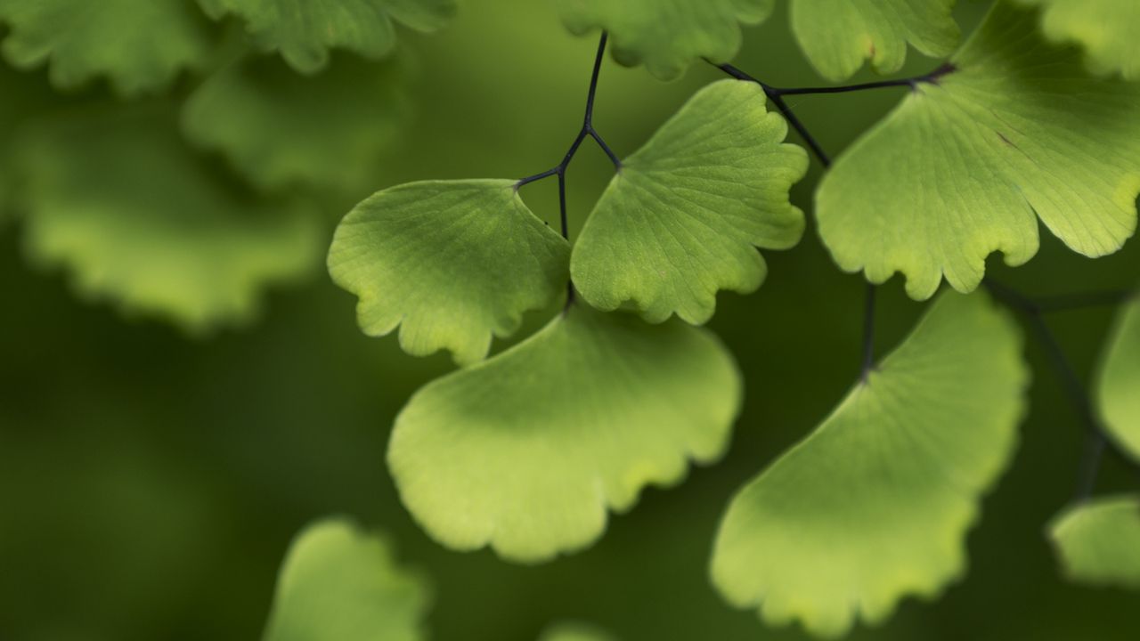 Wallpaper adiantum, leaves, plant, macro