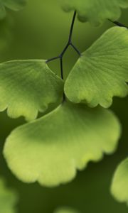 Preview wallpaper adiantum, leaves, plant, macro